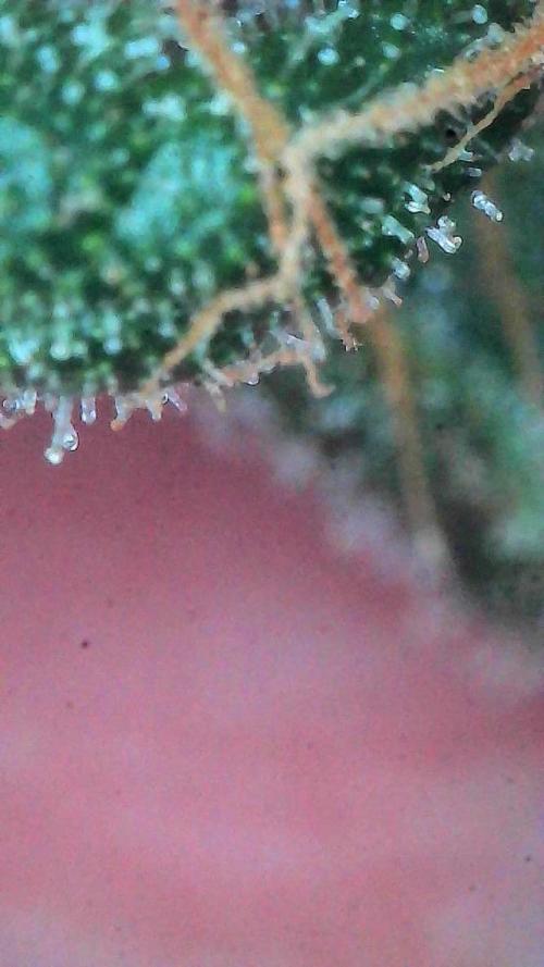 Lemon Cherry Cookies Auto-Fastbuds. Week 10 - Day 67