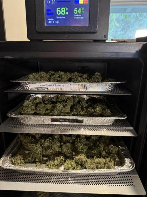 Lemon Cherry Cookies Auto-Fastbuds. Week 11 - Day 68-In the Cannatrol box
