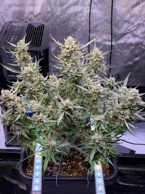 Mango Smile. Week 10 - Day 68