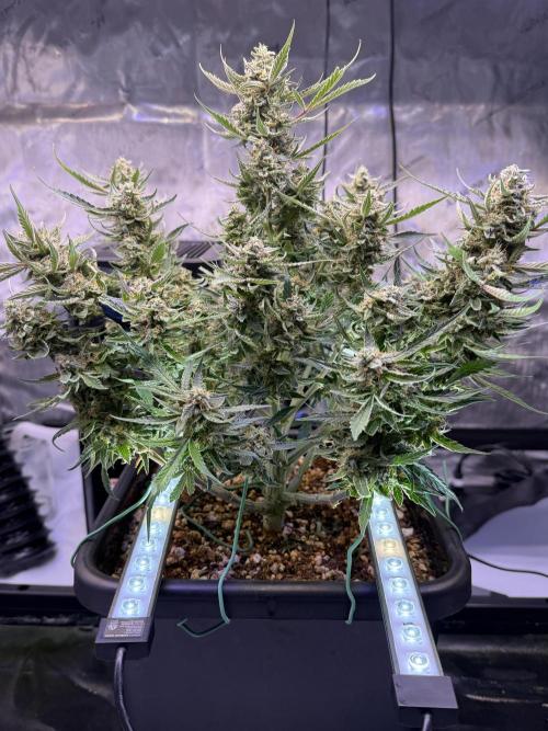 Mango Smile. Week 10 - Day 68