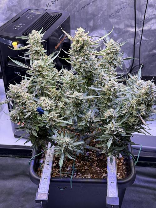 Mango Smile. Week 10 - Day 70