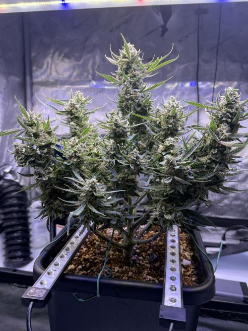 Mango Smile. Week 10 - Day 70