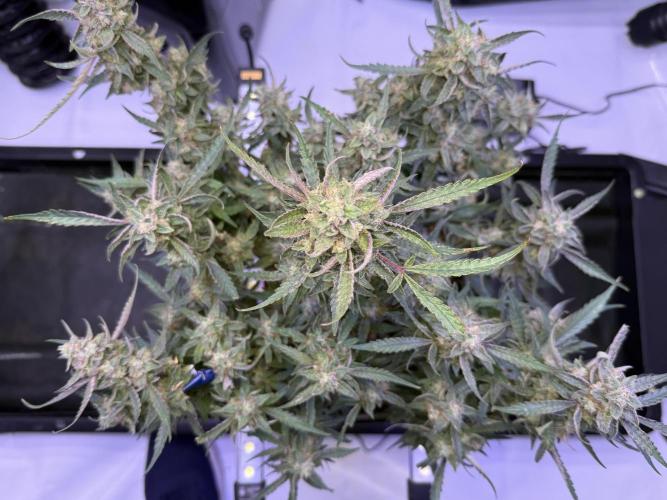 Mango Smile. Week 10 - Day 70