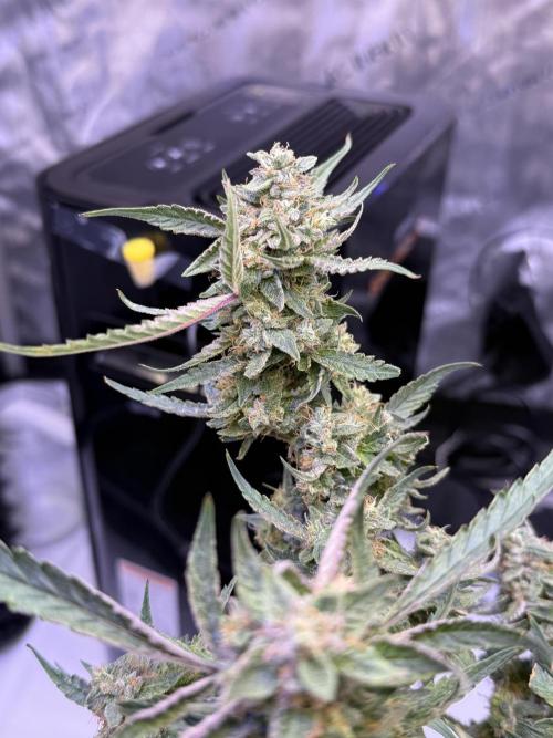 Mango Smile. Week 10 - Day 70