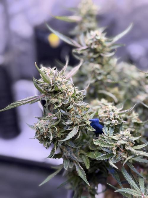 Mango Smile. Week 10 - Day 70