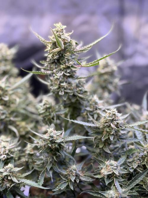 Mango Smile. Week 10 - Day 70