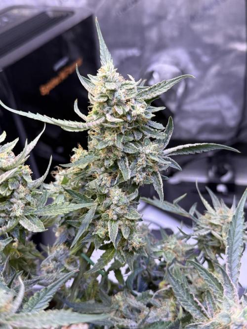 Mango Smile. Week 10 - Day 70