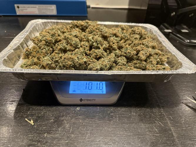 Lemon Cherry Cookies Auto-Fastbuds. Week 11 - Day 73-After drying