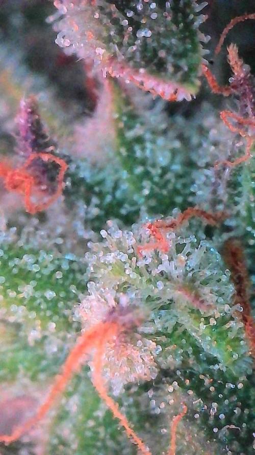 Mango Smile. Week 11 - Day 72