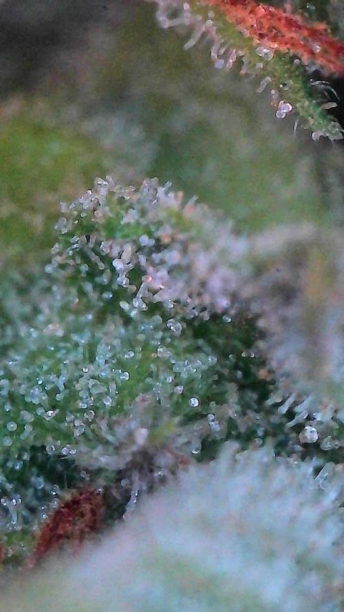 Mango Smile. Week 11 - Day 72