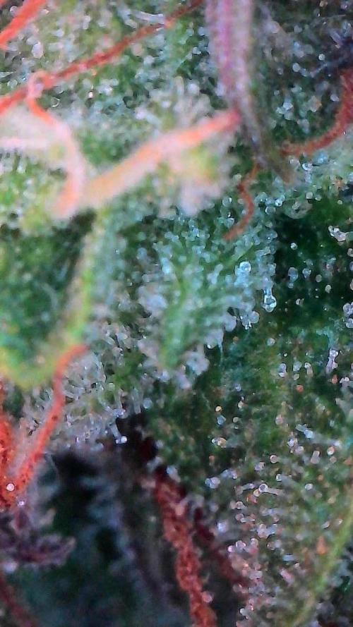 Mango Smile. Week 11 - Day 72