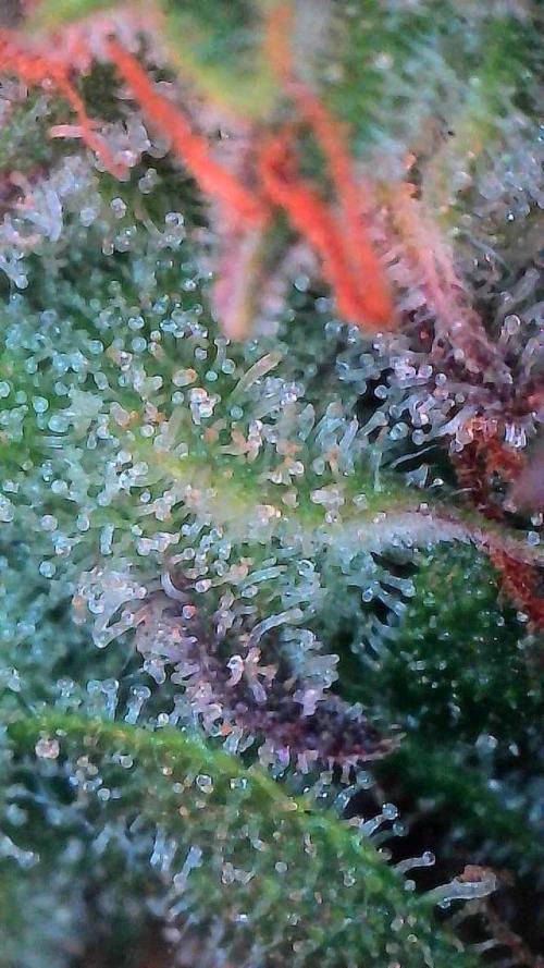 Mango Smile. Week 11 - Day 72