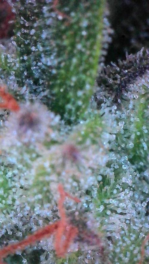 Mango Smile. Week 11 - Day 72