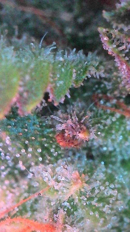 Mango Smile. Week 11 - Day 72