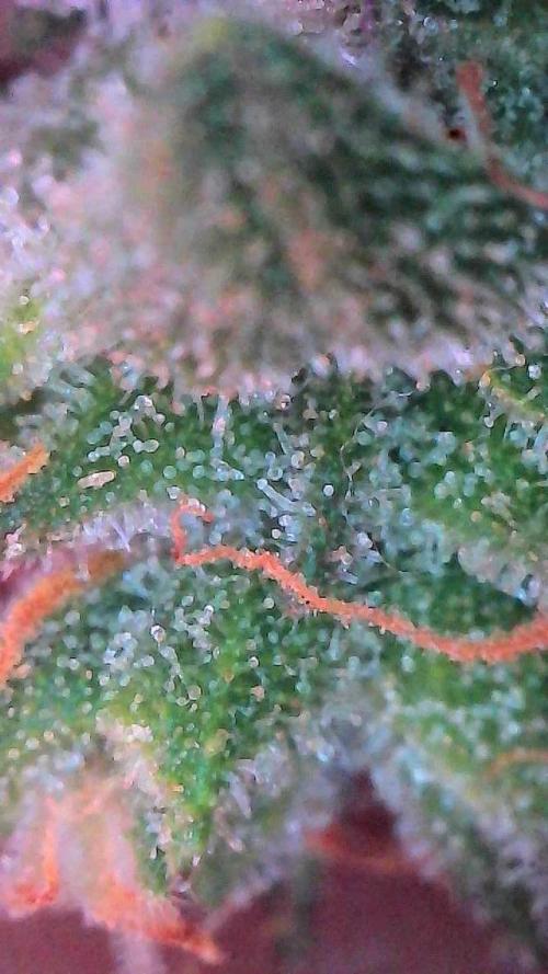 Mango Smile. Week 11 - Day 72