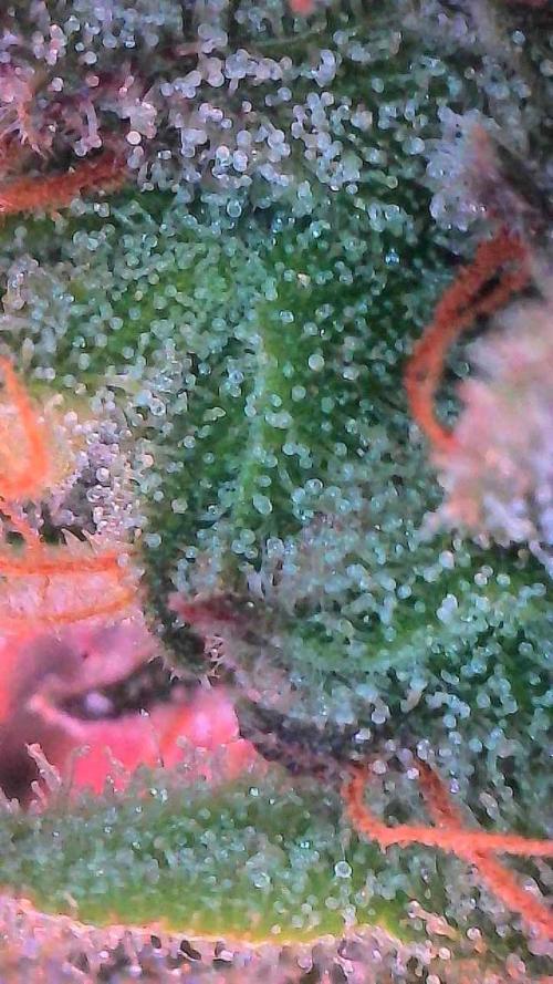 Mango Smile. Week 11 - Day 72