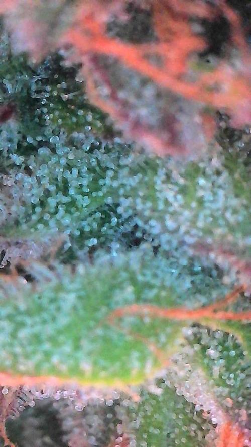 Mango Smile. Week 11 - Day 72