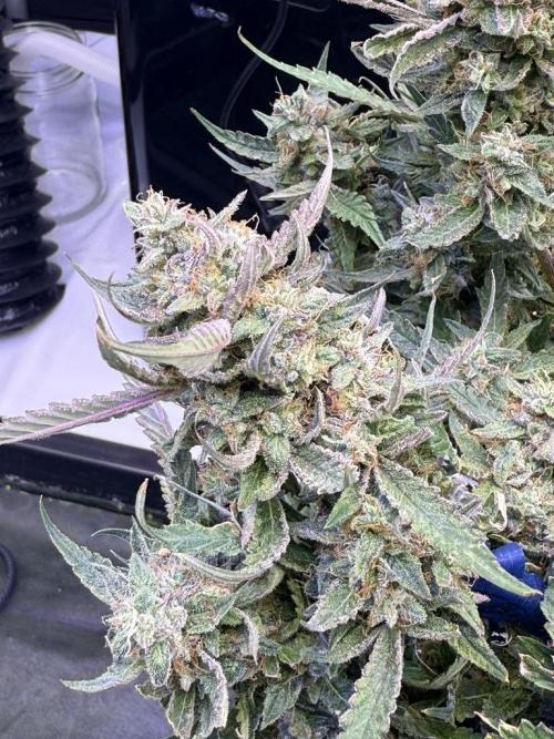 Mango Smile. Week 11 - Day 73