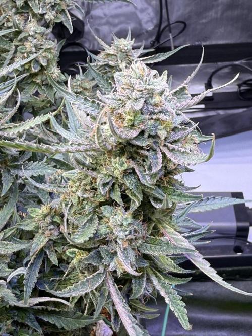 Mango Smile. Week 11 - Day 73