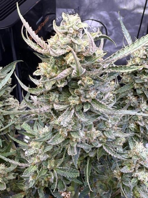 Mango Smile. Week 11 - Day 73