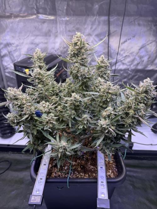 Mango Smile. Week 11 - Day 73