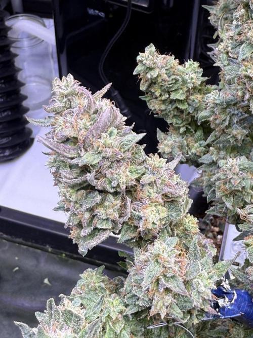 Mango Smile. Week 11 - Day 75