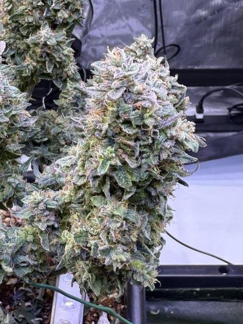 Mango Smile. Week 11 - Day 75