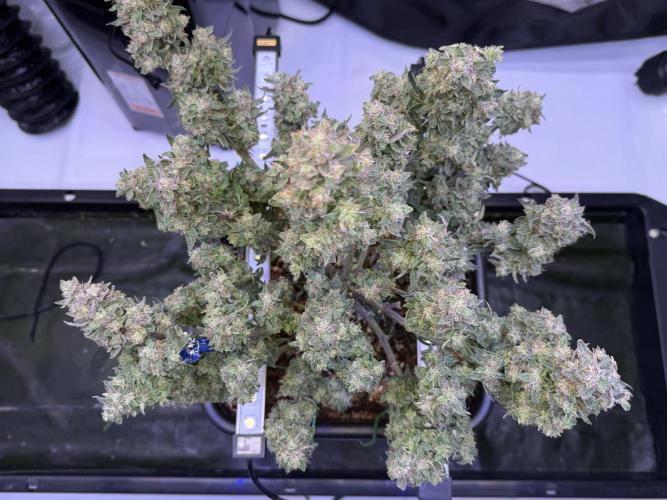 Mango Smile. Week 11 - Day 75