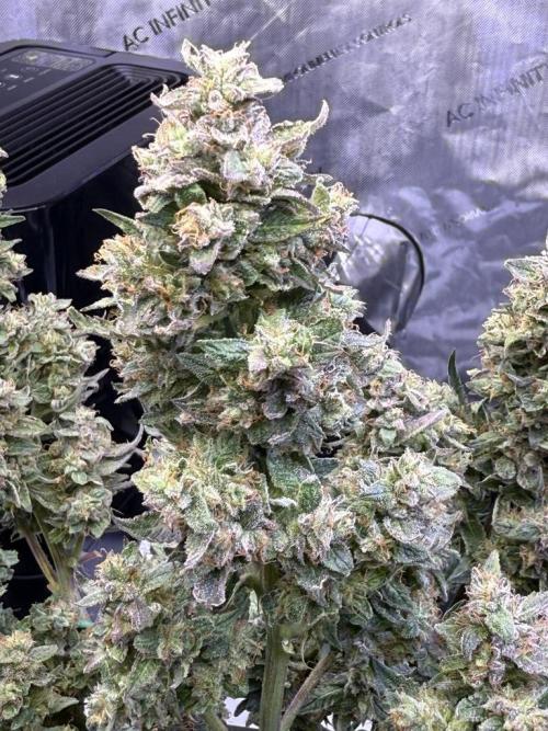 Mango Smile. Week 11 - Day 75