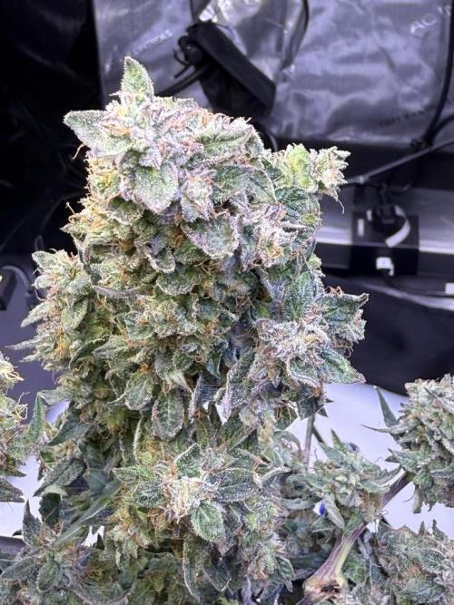 Mango Smile. Week 11 - Day 75