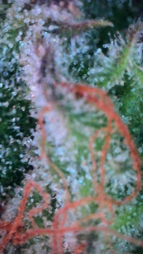 Mango Smile. Week 11 - Day 75