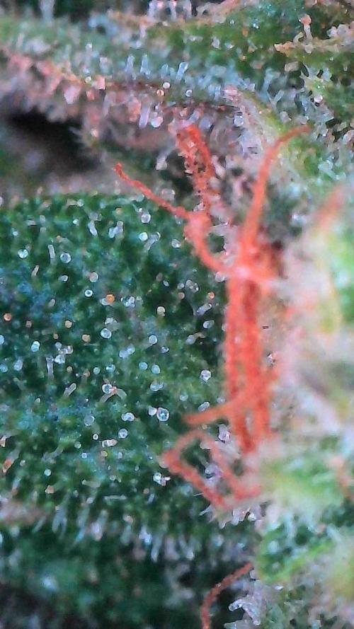 Mango Smile. Week 11 - Day 75