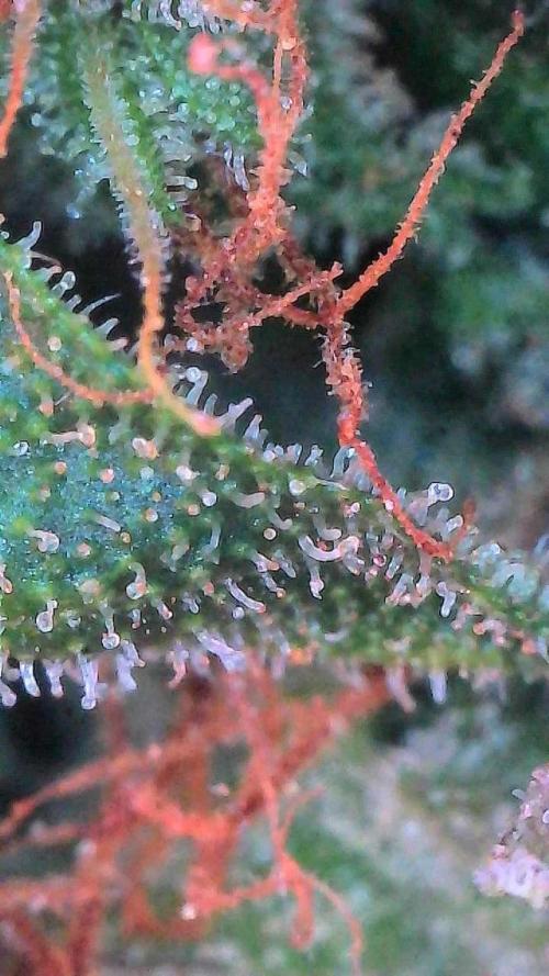 Mango Smile. Week 11 - Day 75