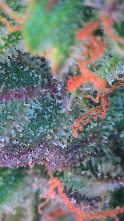 Mango Smile. Week 11 - Day 75