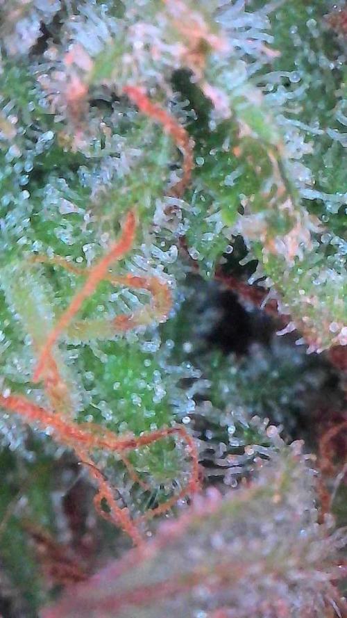 Mango Smile. Week 11 - Day 75