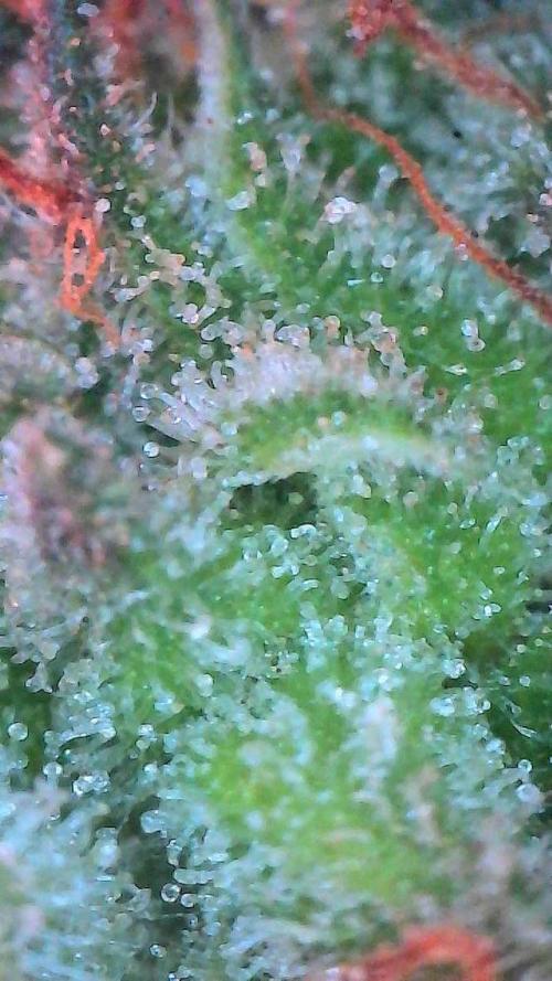 Mango Smile. Week 11 - Day 75