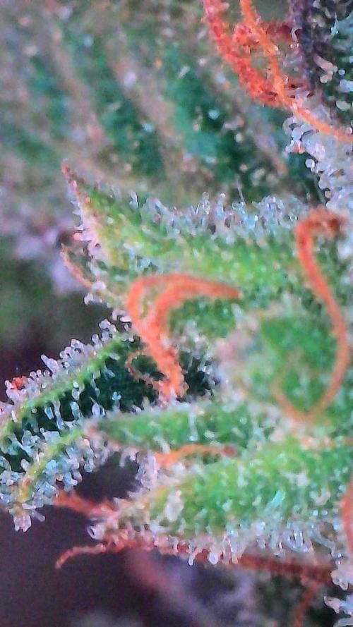 Mango Smile. Week 11 - Day 75