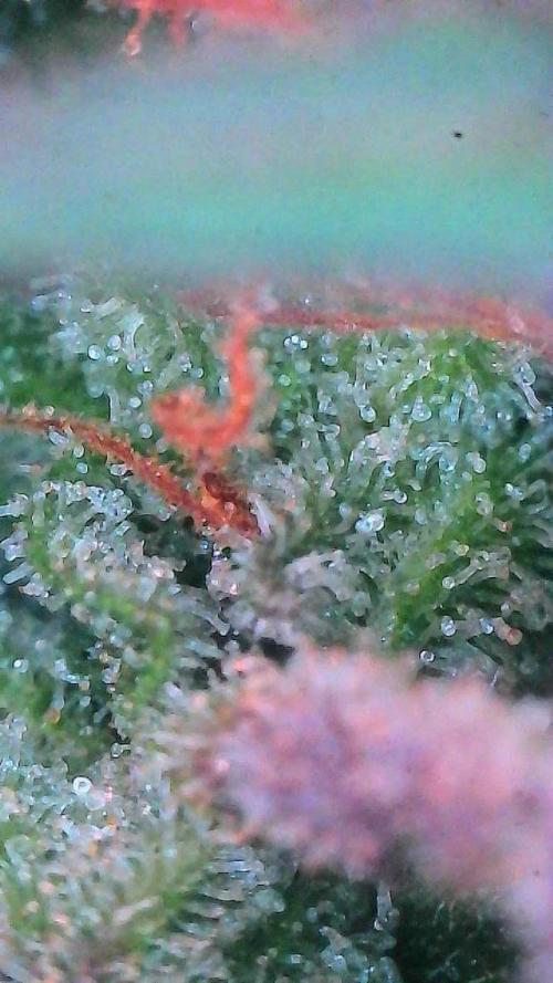 Mango Smile. Week 11 - Day 75