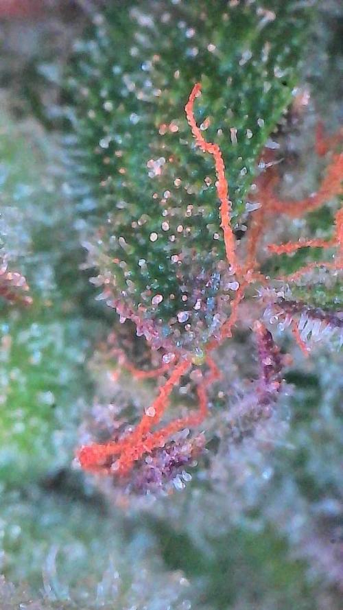 Mango Smile. Week 11 - Day 75