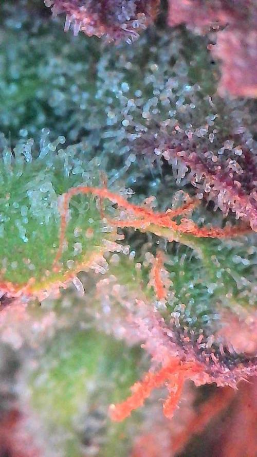 Mango Smile. Week 11 - Day 75