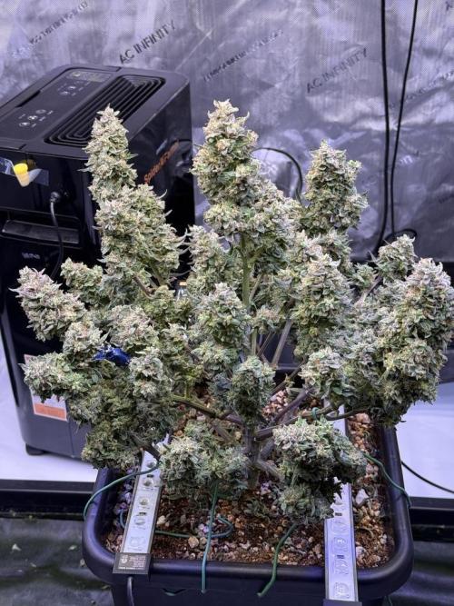 Mango Smile. Week 11 - Day 75