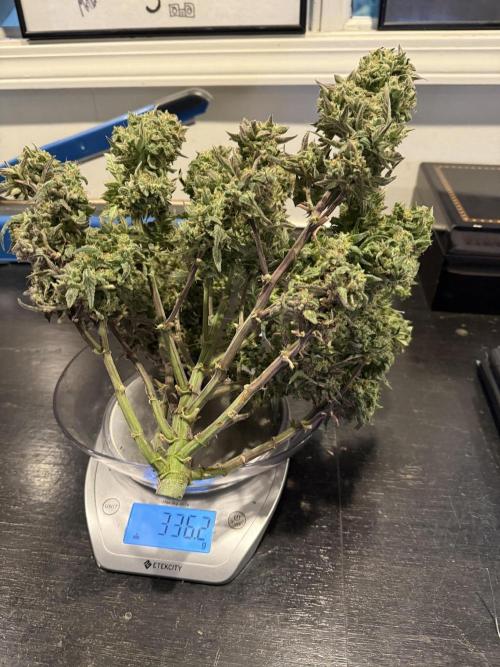 Mango Smile. Week 11 - Day 76