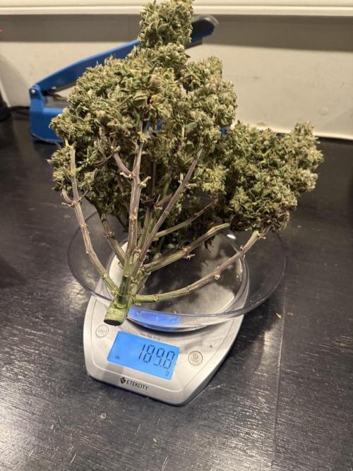 Mango Smile. Week 11 - Day 77-After 24 hrs drying