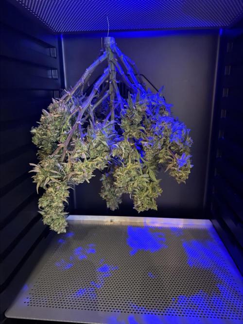 Mango Smile. Week 11 - Day 76-In the Dry/Cure Box