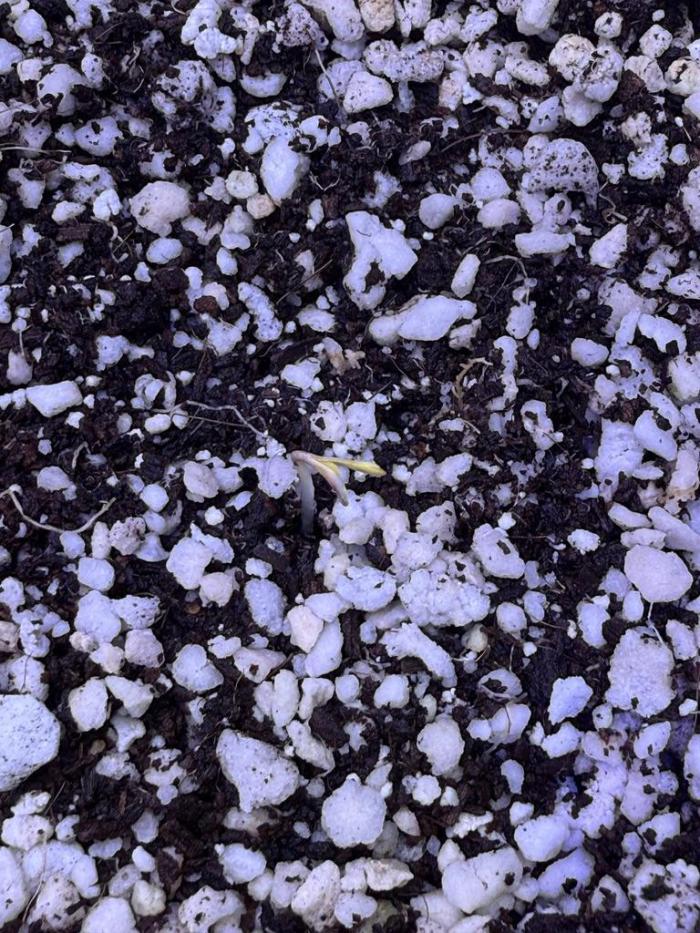 Gorilla Cookies Auto. Week 0 - Sprout