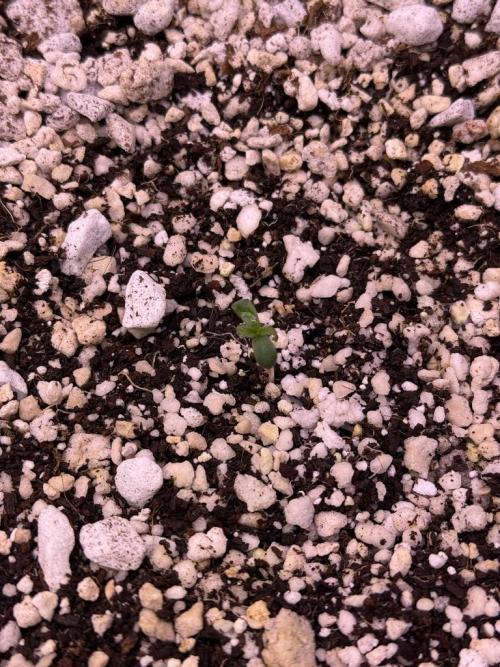 Gorilla Cookies Auto. Week 1 - Day 1