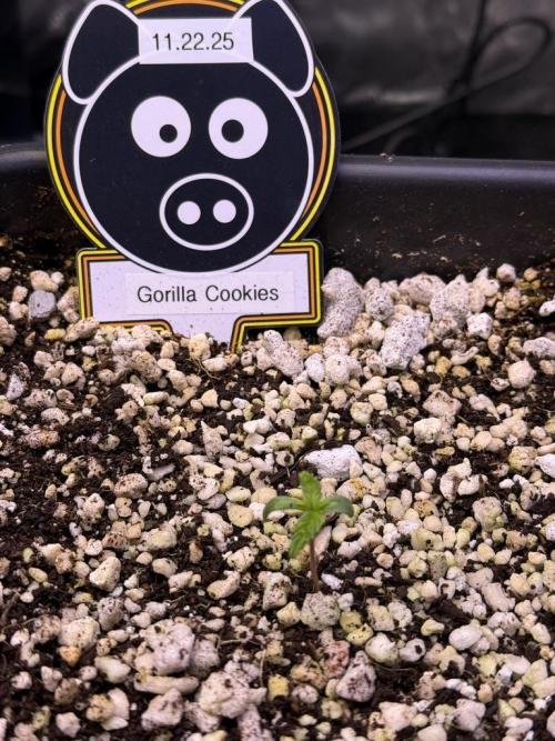 Gorilla Cookies Auto. Week 1 - Day 2 
