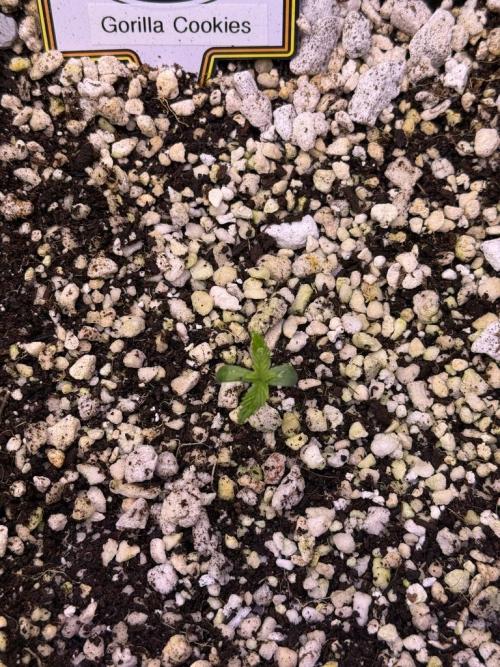 Gorilla Cookies Auto. Week 1 - Day 3