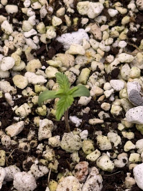 Gorilla Cookies Auto. Week 1 - Day 3