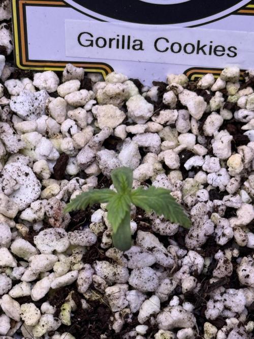 Gorilla Cookies Auto. Week 1 - Day 5
